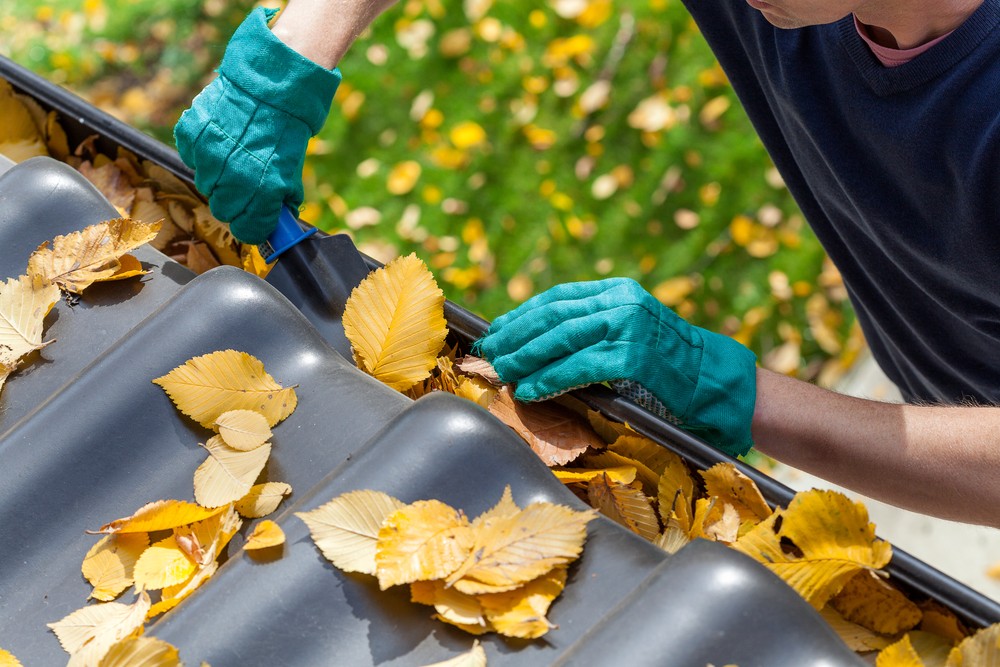 A person wearing gloves and cleaning leaves from the gutter.