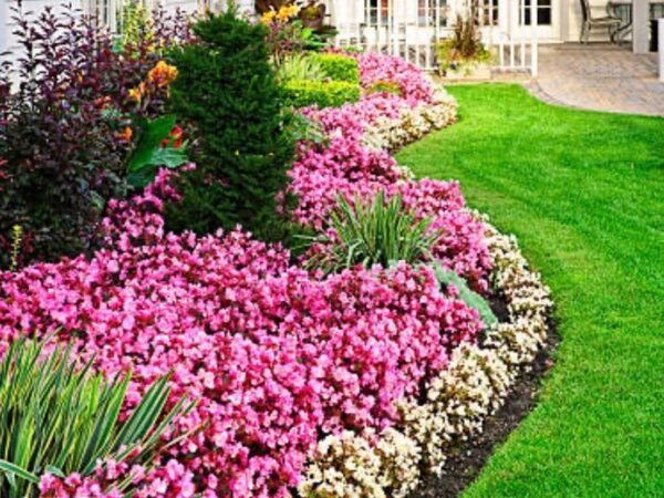 A garden with pink flowers and green grass.