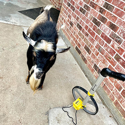 A goat is standing next to a brick wall.